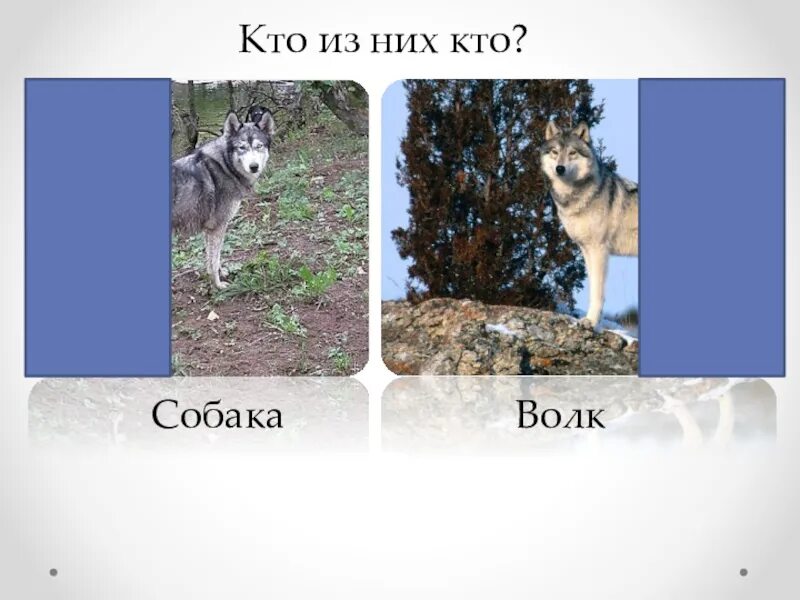 Как отличить волка от собаки. Различия между собакой и волком. Волк и собака отличия. Различия волка от собаки.