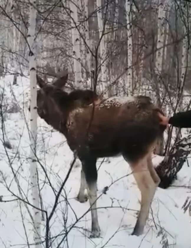 Спас лося. Лось в Новосибирской области. Сбили лося Академгородок.