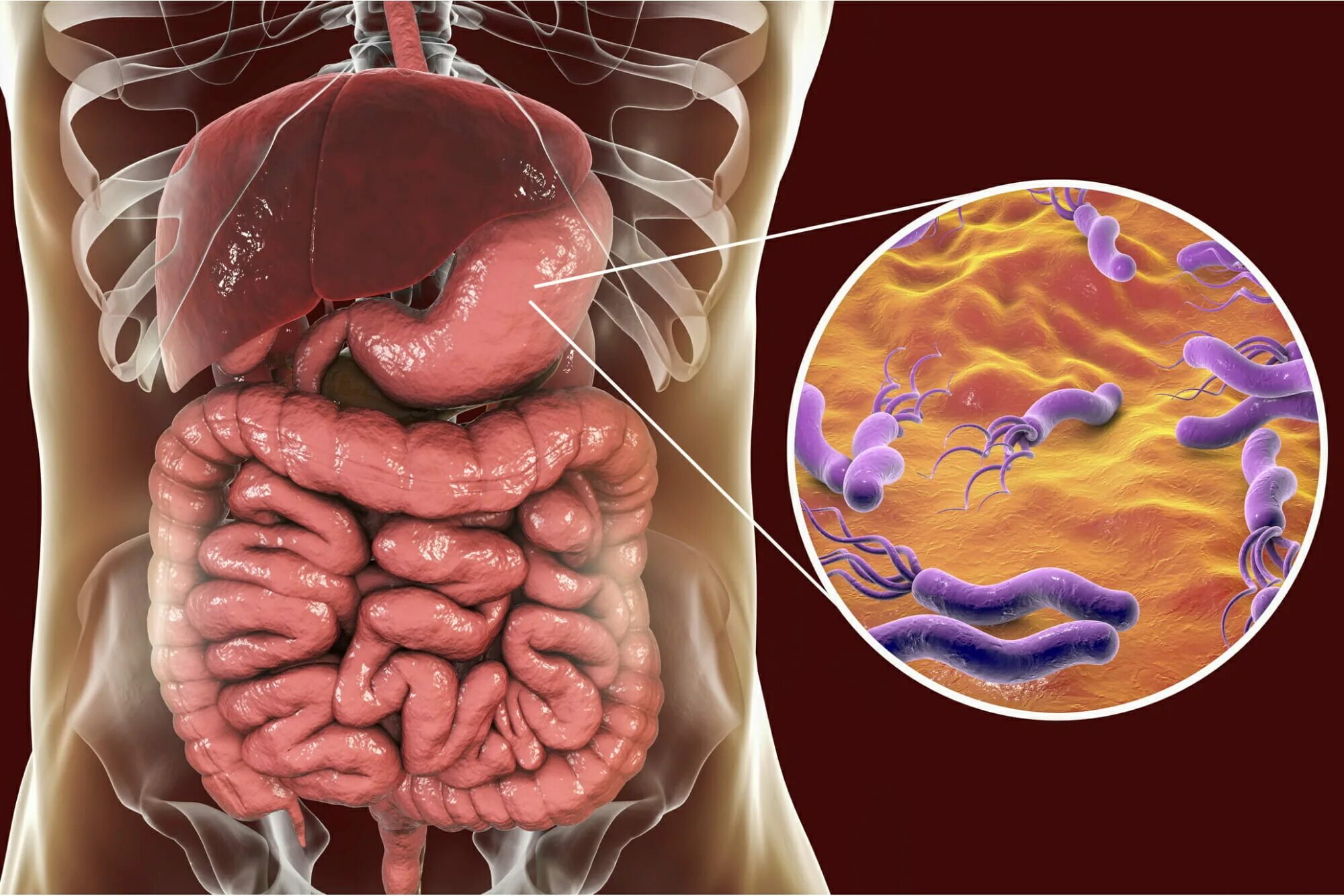 Роль бактерий толстого кишечника человека. Бактерии желудочно кишечного тракта. Дисбактериоз бактерии. Микробы в животе человека. Микробы в кишечнике.