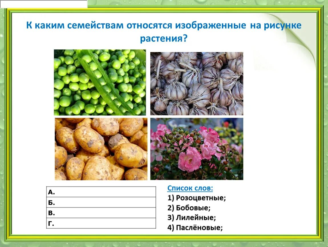 К какой группе относятся изображенные растения. К какому семейству относится изображенное на рисунке растение?. Определите к какому семейству относится. Что относится к растениям. К семейству растений относятся.