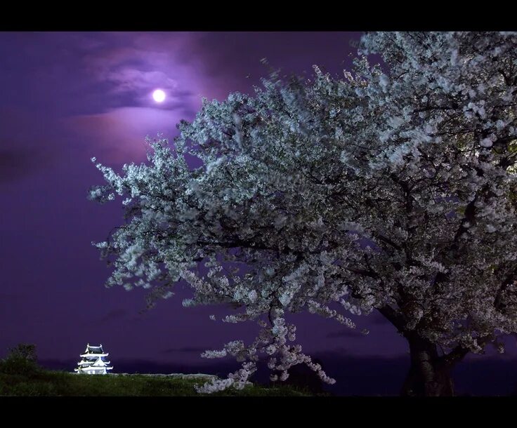 Blossom in my moonlight