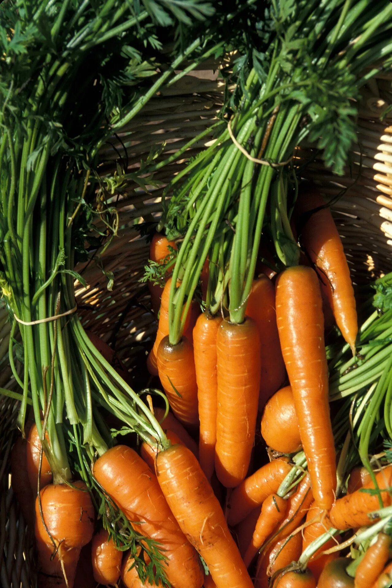 Carrot vegetable. Морковь. Овощные растения. Морковь свежая. Овощи морковь.