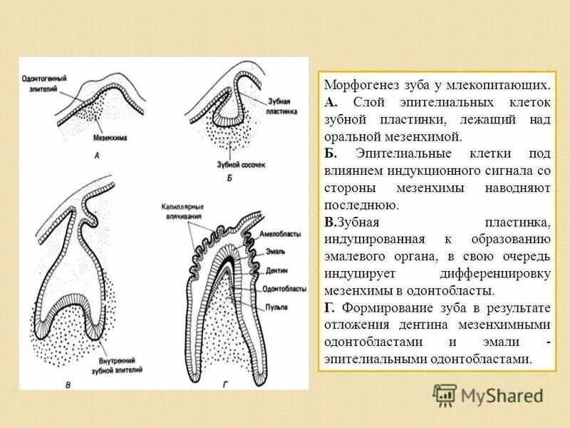 Стадии развития зуба. Формирование зубов в онтогенезе.