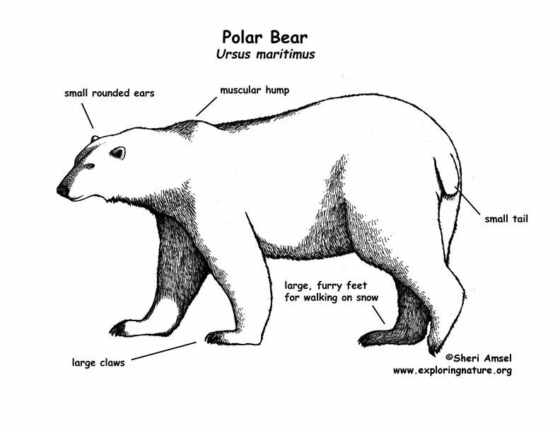 Анатомия медведя. Части тела медведя. Строение медведя. Медведь строение тела. Where bears live