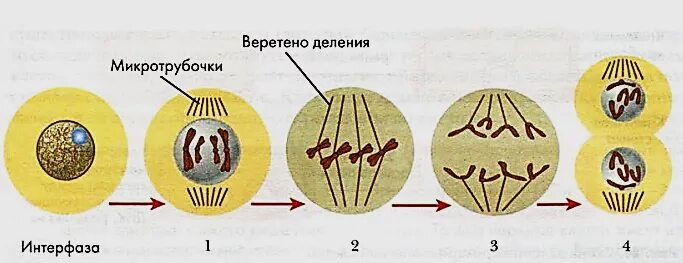 Деление клетки митоз клеточный центр. Деление клетки 9 класс фазы митоза. Фазы митоза рисунки. Биология 9 класс клеточный цикл митоз. 5 фаз деления клетки