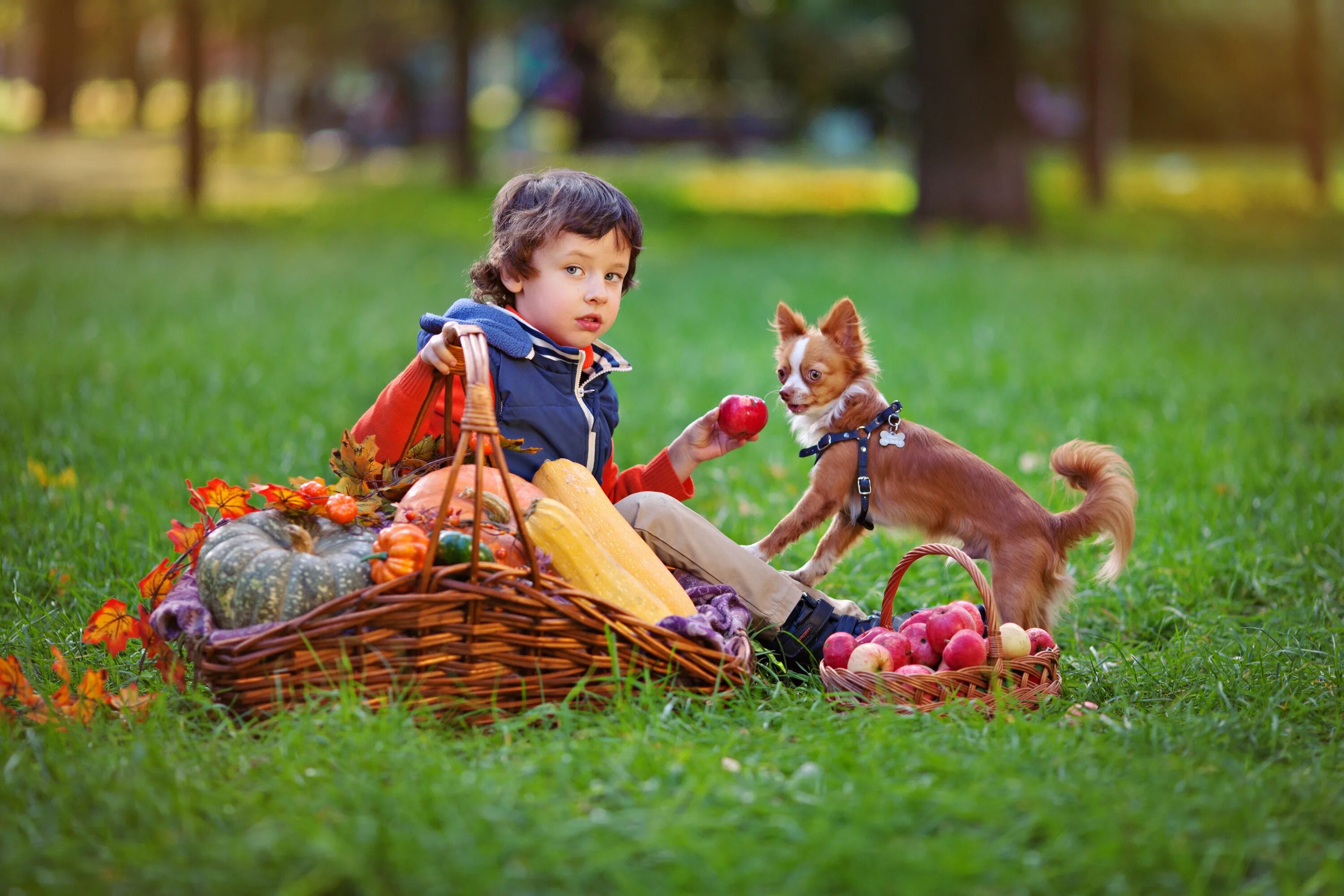 Домашние животные для детей. Осенняя фотосессия с ребенком и собакой. Мальчик с собакой. Дети с животными.
