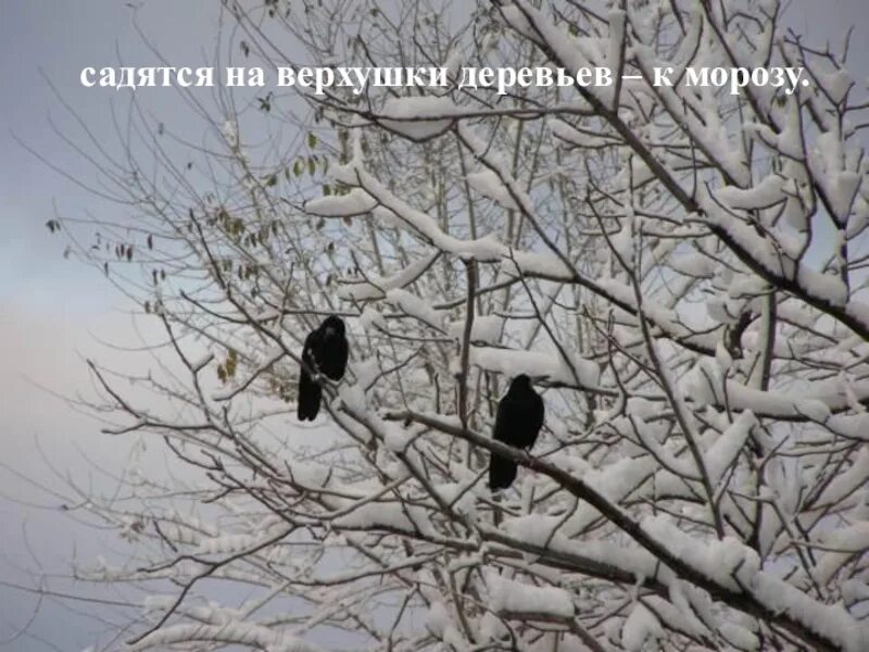 Где зимует ворон. Вороны на дереве зимой. птицы на верхушках деревьев. птицы на верхушках деревьев зимой. вороны сидят на верхушках деревьев.