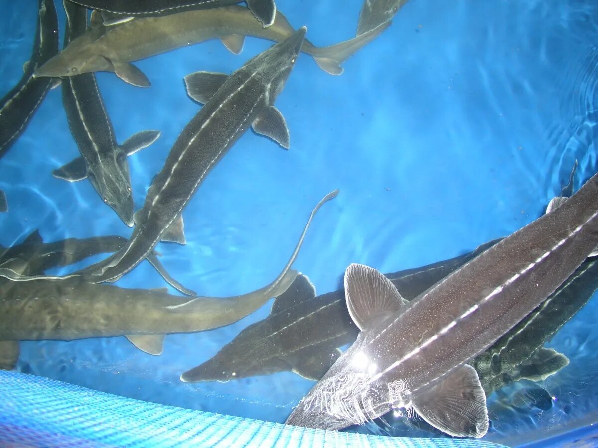 Рыбоводство осетр. Осетровая ферма кунашак. Сибирский осетр в узв. Разведение стерляди. Разведение стерляди.