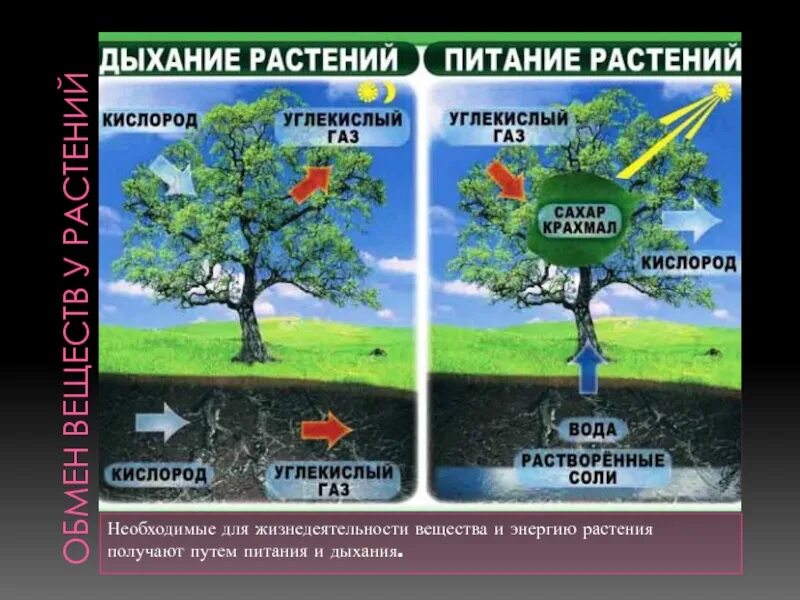 15 дыхание и обмен веществ у растений. Питание и дыхание растений. Растения получают энергию в процессе дыхания. Дыхание и питание растений 3 класс. Дыхание растений 6 класс биология.