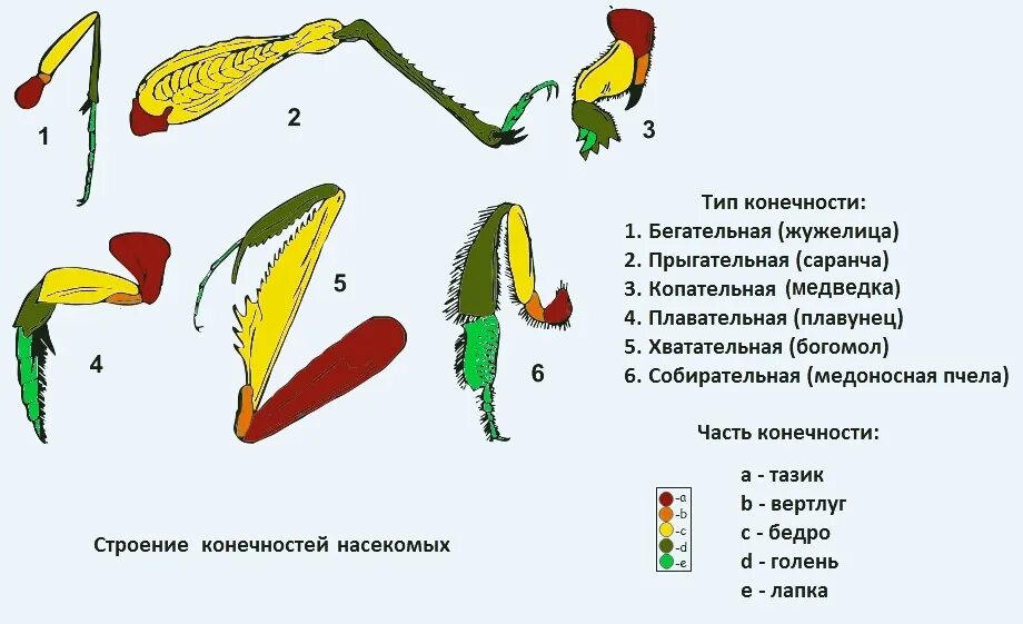 Гомология конечностей насекомых. Различные типы конечностей насекомых бегательная прыгательная. Строение конечности насекомого строение. Строение конечностей насекомых. Конечности пчелы и кузнечика ласты дельфина