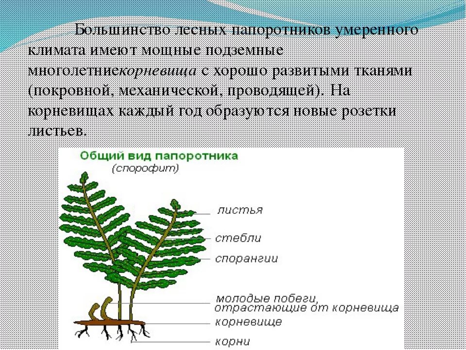 Папоротниковидные растения размножение. Папоротник Лесной строение. Строение папоротника биология. Папоротник Щитовник строение.