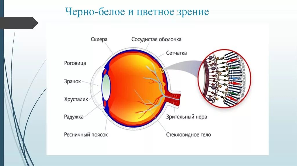 Цветовое зрение и зрительные пигменты. Палочки и колбочки сетчатки глаза. Цветовое зрение зрение. За цветное зрение отвечает.