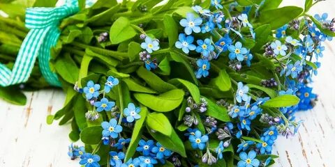 Домашняя незабудка и пиратская жизнь