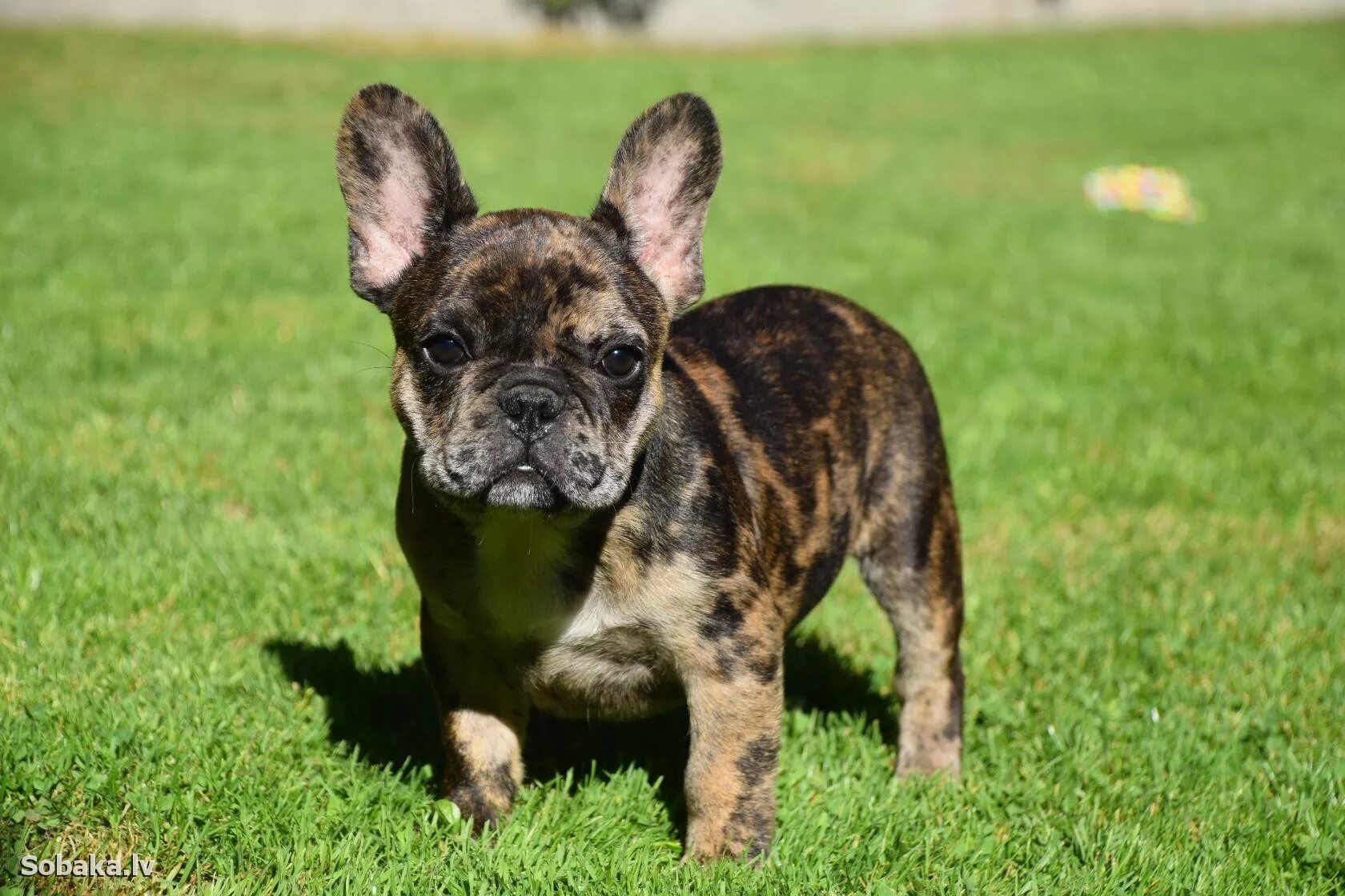бельгийский бульдог. старотипный французский бульдог. бостонский терьер. бульдог минусы породы. маленький бульдог порода.