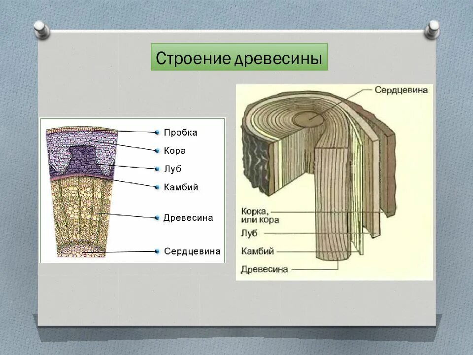 Древесина строение и функции 6 класс. Структура древесины камбий. Строение коры дерева Луб и.