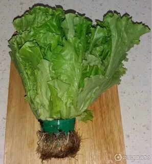 Грин салат