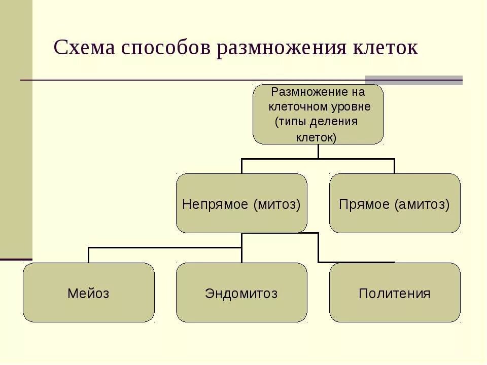 Способ размножения клеток животных. Размножение клеток, способы размножение клеток. схема размножения клеток. способы размножения животных клеток. схема способы размножения.
