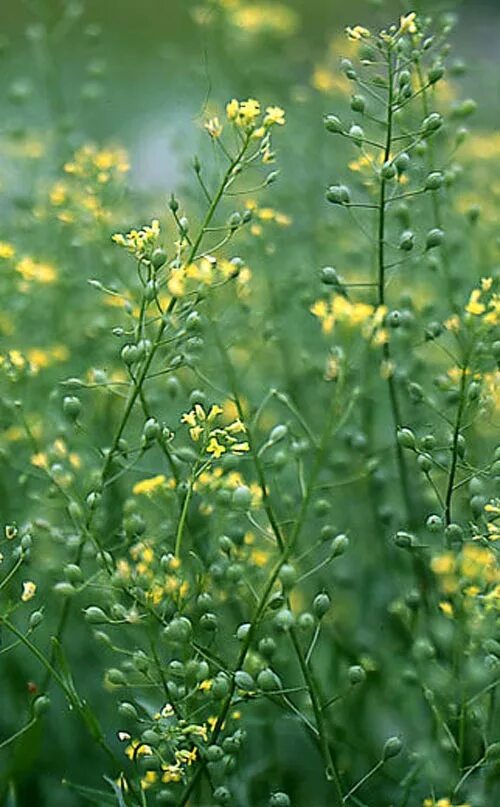 Рыжика посевного (Camelina Sativa),. Camelina Рыжик. Рыжик посевной семейство крестоцветные. Рыжик льновый (Camelina linicola. Цветок рыжик