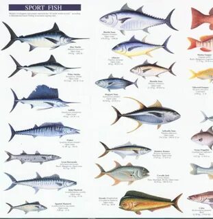 Приведите примеры морских
