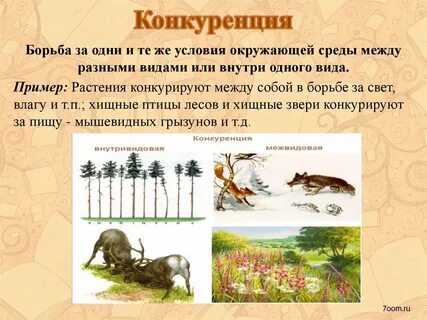 Примерами конкуренции являются отношения между