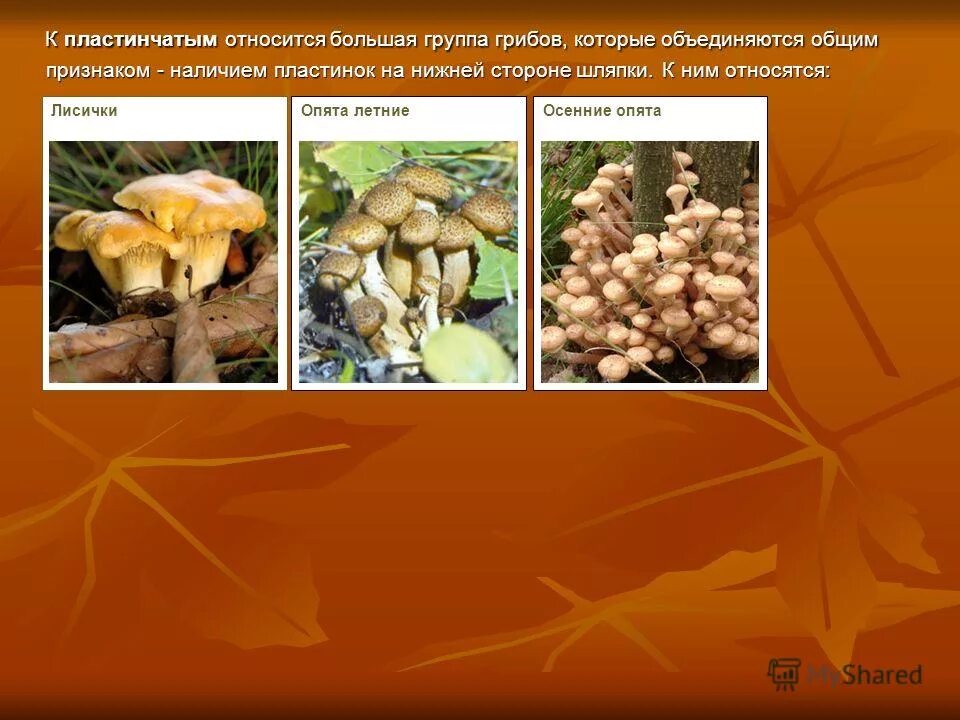 Категории грибов по питательной ценности. К пластинчатым грибам относят. Классификация грибов съедобные и несъедобные. Категория грибов таблица. Категории съедобных грибов таблица.