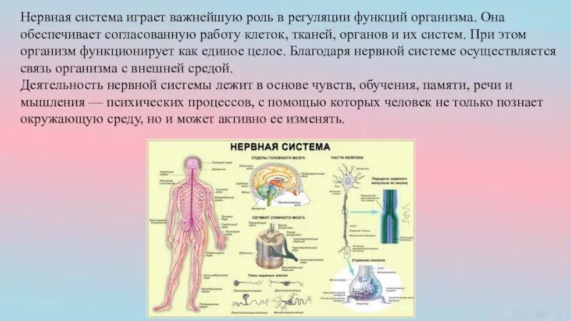 Нервная система функция в организме. Нервная регуляция функций организма. Функции нервной системы человека. Система органов человека нервная система.