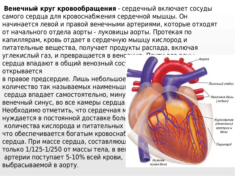 Несет кровь к предсердию. Сердечный круг кровообращения. Коронарный круг кровообращения сердца. Венечный круг кровообращения. Строение сердца кровоснабжение сердца.