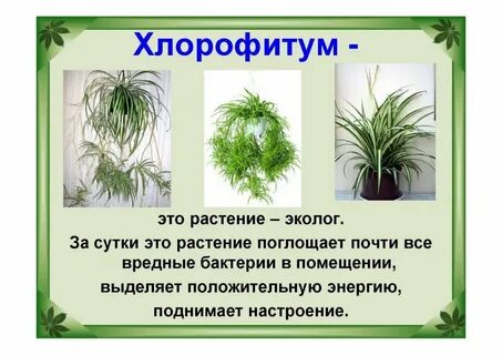 Хлорофитум особенности строения