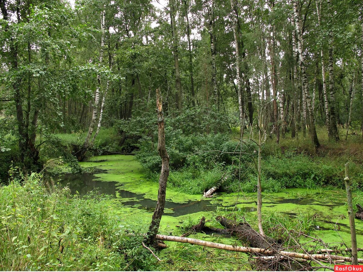 дебри в лесу. дикий лес. овраг в лесу. ложбинка это в природе. говоровский лес.