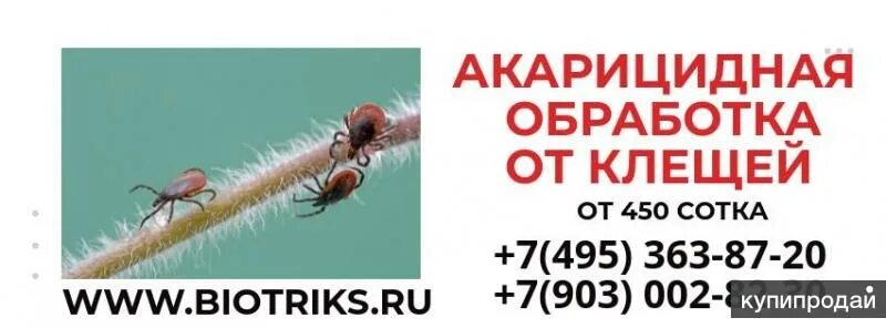 Противоклещевая обработка объявление. Акарицидная обработка. Акарицидная обработка одним словом. Табличка об акарицидной обработке. «профи – сэс».