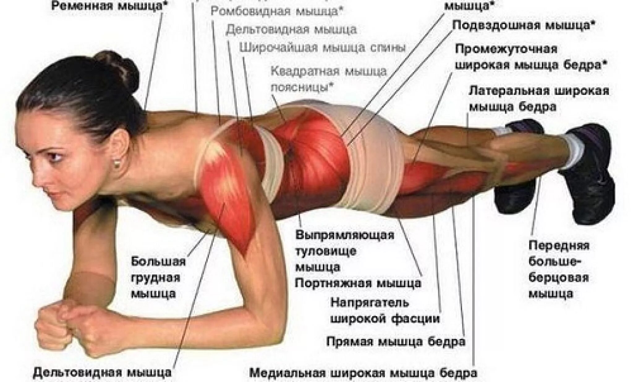 Почему напрягается живот