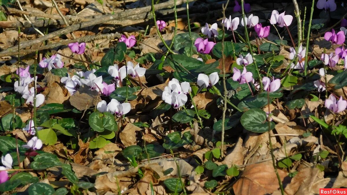 Cyclamen Flower: Meaning, Symbolism, and Colors Pansy Maiden Flowers, Pansies, F