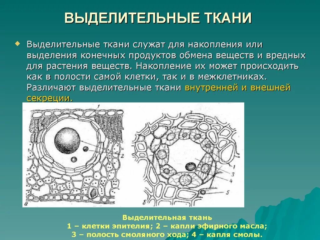 Выделительная ткань растений строение и функции. Выделительная ткань растений функции. Особенности строения клеток выделительной ткани. Выделительные секреторные ткани растений.