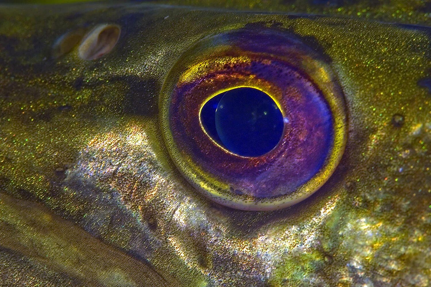 Какие глаза у рыб. Глаз рыбы. Глаза щуки. Щучий глаз. Рыбий глаз рыба.