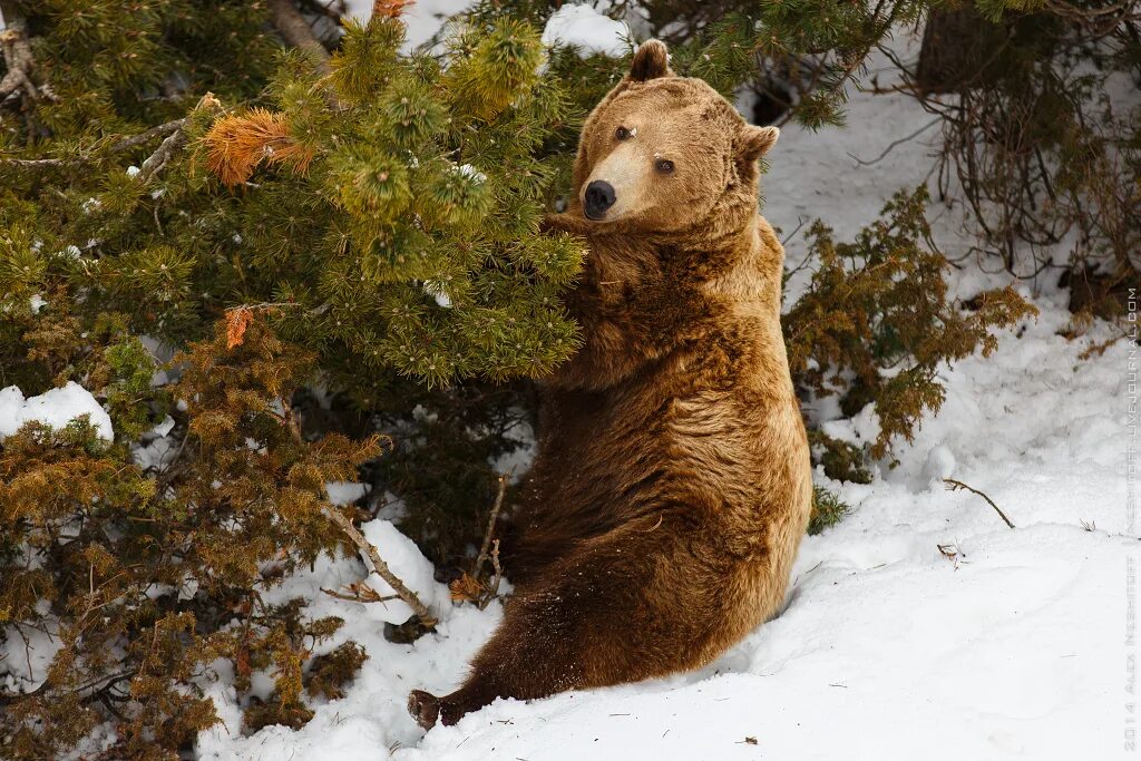 Бурый медведь зимой. Медведь зимой. Медведь зимой в лесу. Медведь в зимнем лесу. Собака вывела из леса медведей