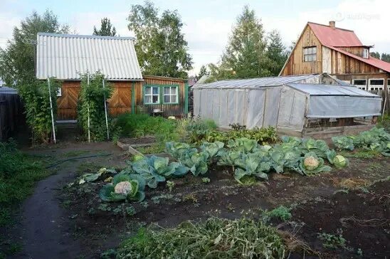 Аренда дачи на лето. Сдам огород в аренду. Сельские огороды. Сдам огород в аренду. Сдам огород в аренду.