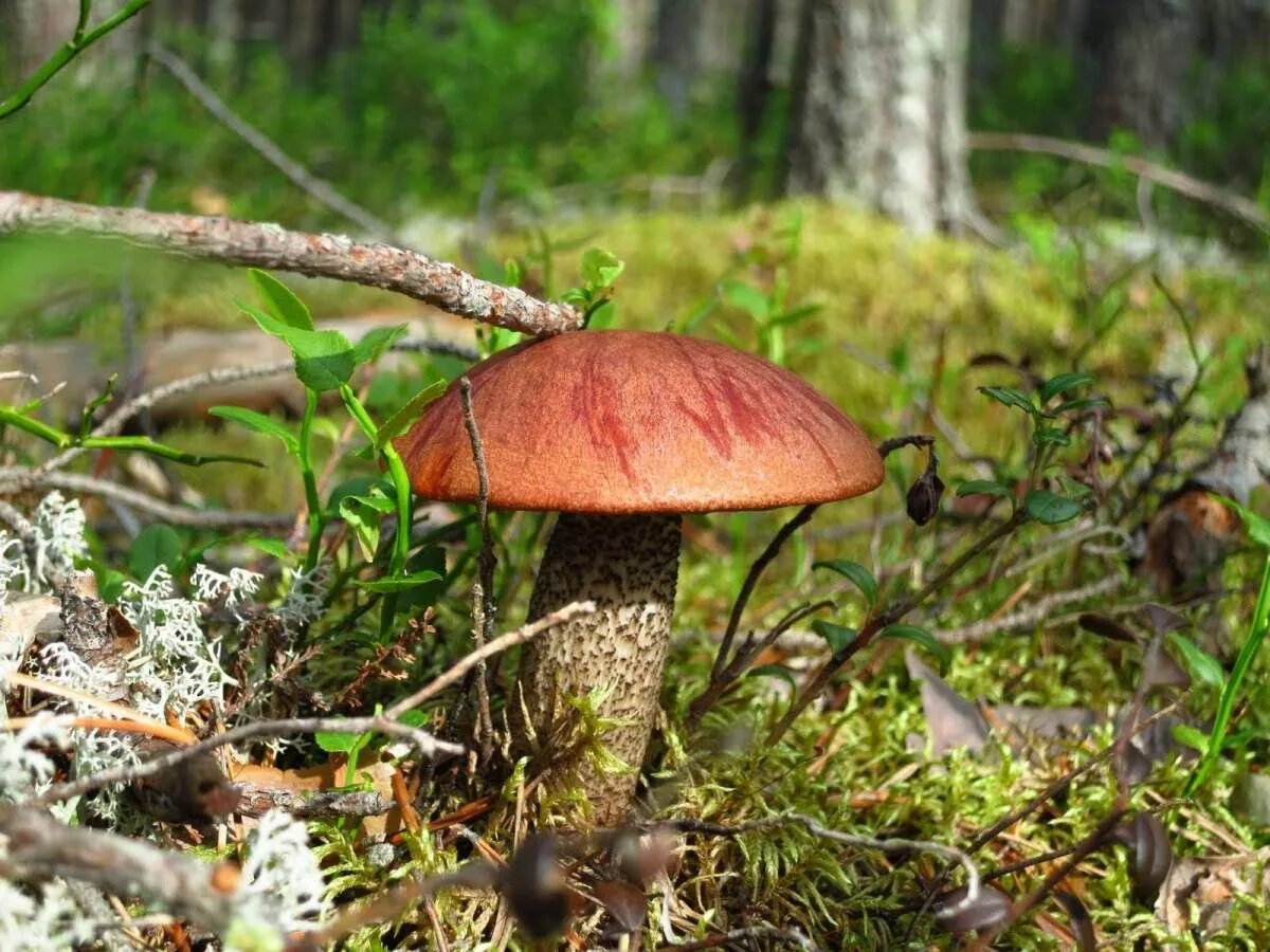 грибы северной карелии. ягода чукотки шамша. грибы в карелии 2022. колежма карелия фото. грибной сезон в карелии.
