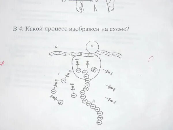 Какой процесс изображен на рисунке?. Какой процесс изображен на схеме. Схема какого процесса изображена на рисунке. Рассмотрите рисунок какой процесс на нем изображен.