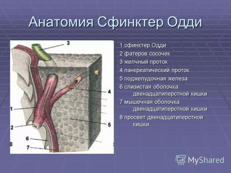 трансанальная дезартеризация. наружное и внутреннее строение мочевого пузыря. операция по лонго геморрой. дисфункция сфинктера одди. строение пищевода сфинктеры.
