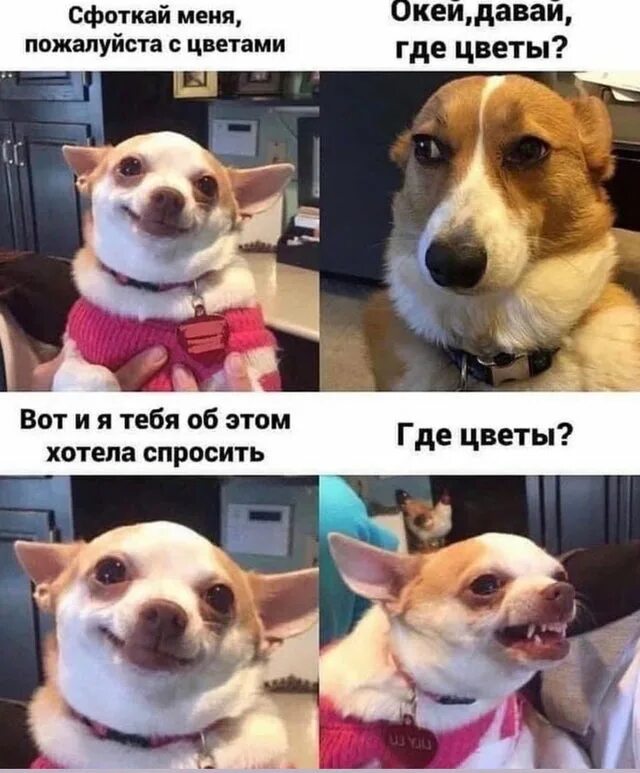 Где цветы дай мне