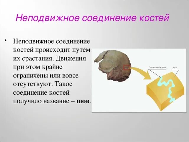 Теменная кость неподвижная. Соединение костей неподвижные полуподвижные. Не подвижной соединение костей. Кости с неподвижным соединением. Шов это неподвижное соединение костей.