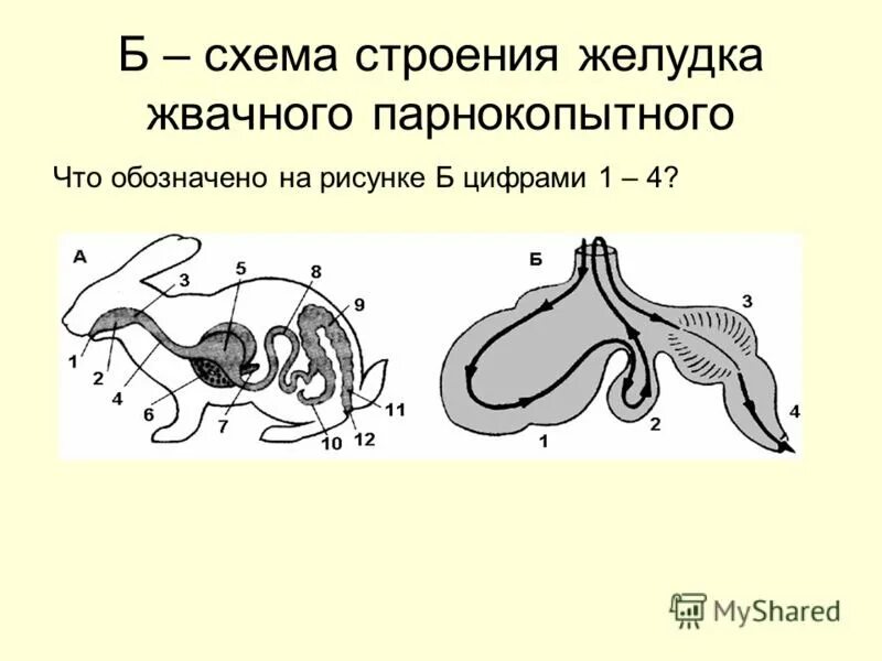 Строение желудков животных. Строение желудка жвачных млекопитающих. Схема строения желудка жвачных. Строение многокамерного желудка жвачных. Отделы желудка у жвачных млекопитающих.