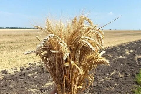 Новые сорта зерновых культур