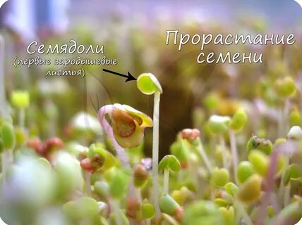 Проросший горох