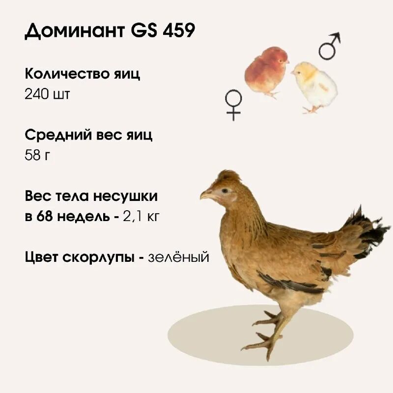 Доминант д107 куры описание породы. Доминант 300 описание. Доминант 107 порода кур. Чешский доминант д109. Доминант 300 описание.