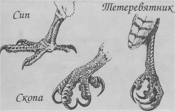 Птичьи лапы. Когти орла. Типы лап птиц. Лапы птиц. Они есть на лапах у птиц.