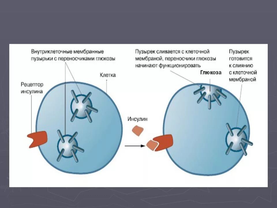 Поступление глюкозы в клетки происходит путем. Поступление глюкозы в клетки. внутриклеточные мембранные пузырьки. механизм поступления глюкозы в клетку. глюкоза в клетке.