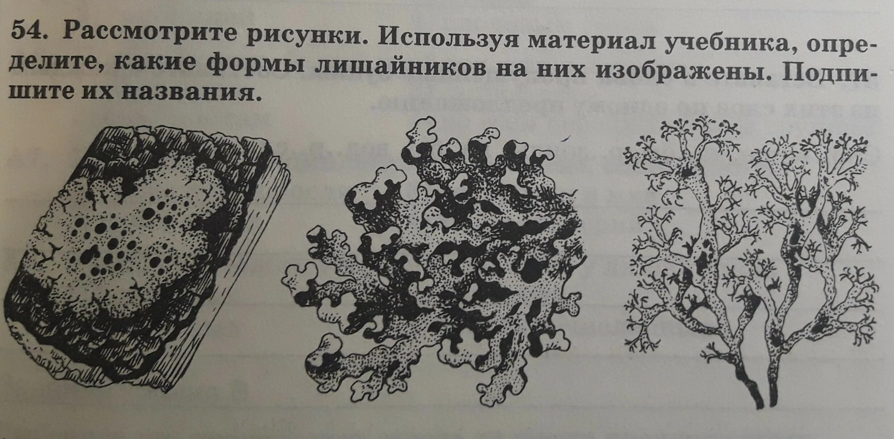 Что изображено на рисунке каким методом. Формы лишайников. Жизненные формы лишайников. Строение лишайника. Какие формы лишайников на них изображены.