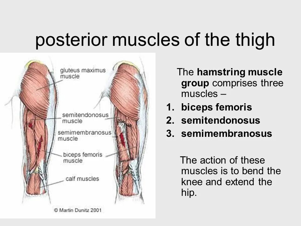 Muscles function. Posterior thigh muscles. posterior knee muscles. m. biceps femoris имеет головку. бицепс феморис головки.