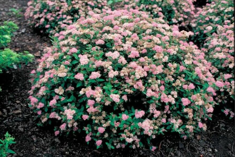 Спирея японская (spiraea japonica). Спирея японская little princess. Спирея литл принцесс фото и описание кустарника. Спирея японская литтл принцесс. Спирея сан суси набиона.